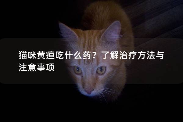 猫咪黄疸吃什么药？了解治疗方法与注意事项