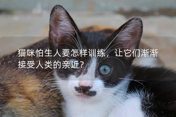 猫咪怕生人要怎样训练，让它们渐渐接受人类的亲近？