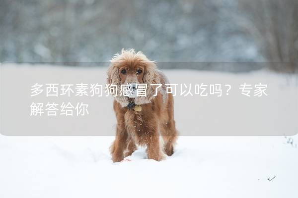 多西环素狗狗感冒了可以吃吗？专家解答给你