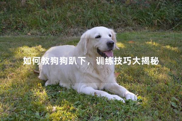 如何教狗狗趴下，训练技巧大揭秘