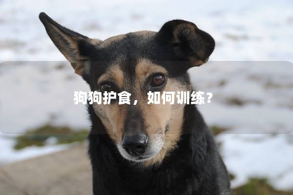 狗狗护食，如何训练？