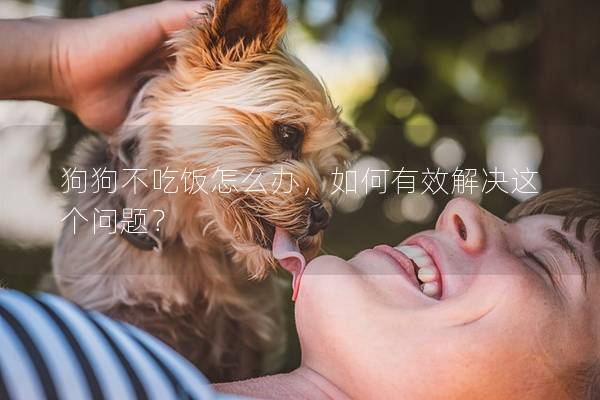 狗狗不吃饭怎么办，如何有效解决这个问题？