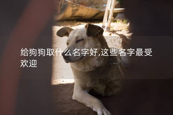 给狗狗取什么名字好,这些名字最受欢迎