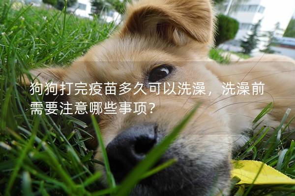 狗狗打完疫苗多久可以洗澡，洗澡前需要注意哪些事项？
