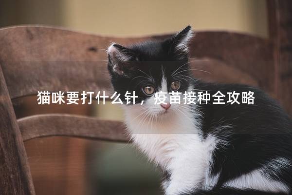 猫咪要打什么针，疫苗接种全攻略