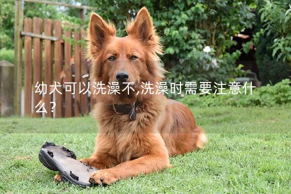幼犬可以洗澡不,洗澡时需要注意什么？