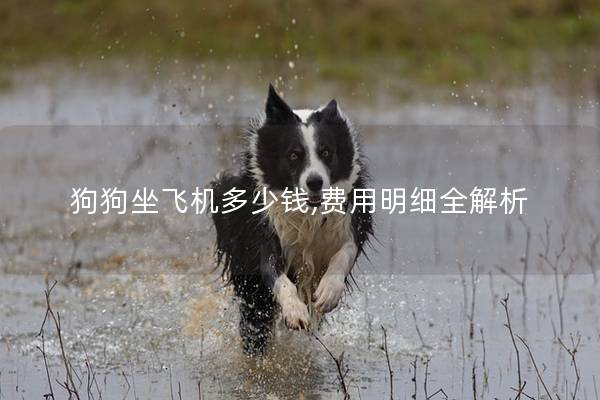 狗狗坐飞机多少钱,费用明细全解析