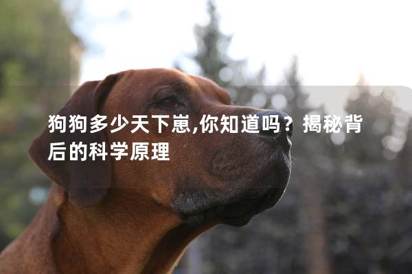 狗狗多少天下崽,你知道吗？揭秘背后的科学原理