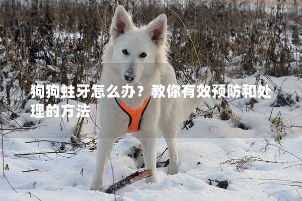 狗狗蛀牙怎么办？教你有效预防和处理的方法