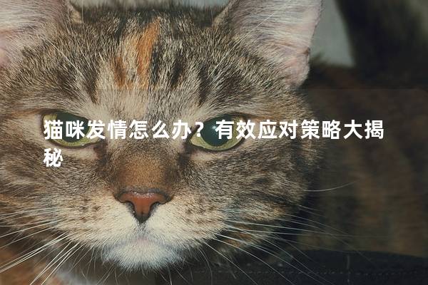 猫咪发情怎么办？有效应对策略大揭秘