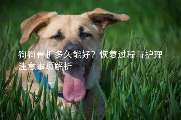 狗狗骨折多久能好？恢复过程与护理注意事项解析
