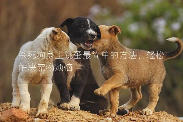 杀死狗身上跳蚤最简单的方法，轻松解决宠物烦恼