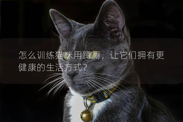 怎么训练猫咪用蹲厕，让它们拥有更健康的生活方式？