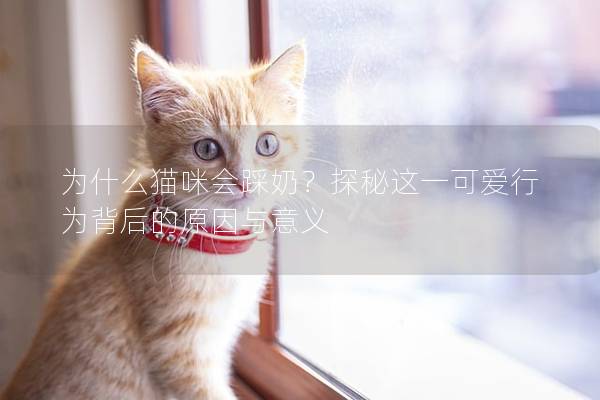 为什么猫咪会踩奶？探秘这一可爱行为背后的原因与意义