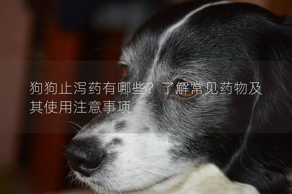 狗狗止泻药有哪些？了解常见药物及其使用注意事项