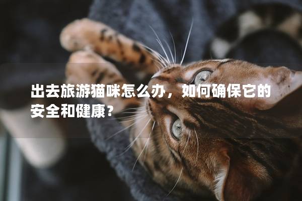 出去旅游猫咪怎么办，如何确保它的安全和健康？