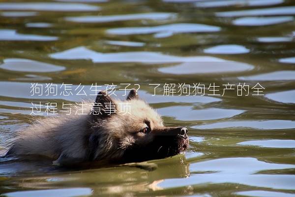 狗狗怎么生孩子？了解狗狗生产的全过程与注意事项