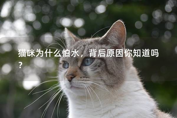 猫咪为什么怕水，背后原因你知道吗？