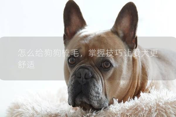 怎么给狗狗梳毛，掌握技巧让爱犬更舒适