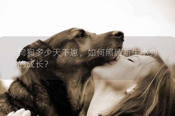 狗狗多少天下崽，如何照顾新生小狗的成长？
