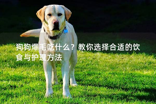 狗狗爆毛吃什么？教你选择合适的饮食与护理方法