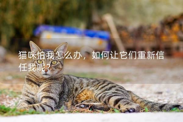猫咪怕我怎么办，如何让它们重新信任我呢？