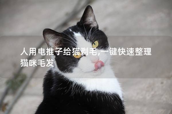 人用电推子给猫剃毛,一键快速整理猫咪毛发