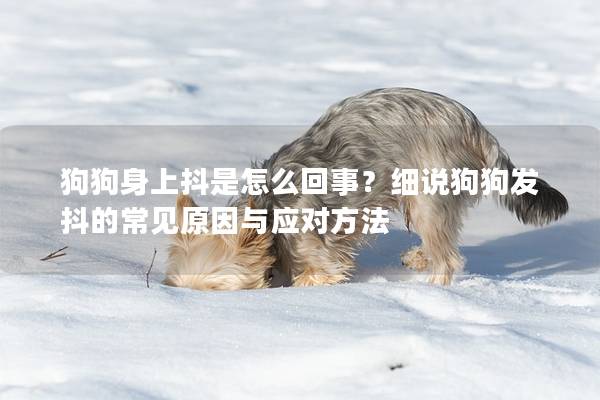 狗狗身上抖是怎么回事？细说狗狗发抖的常见原因与应对方法
