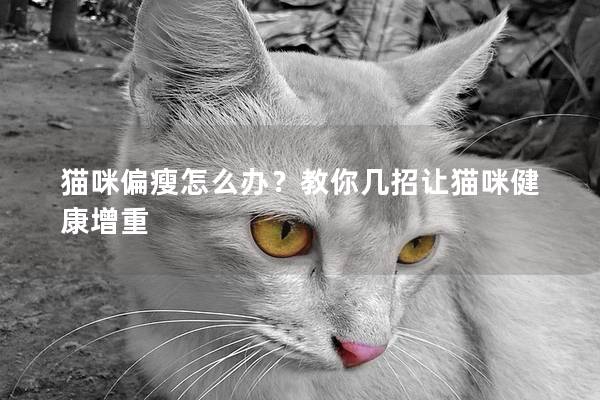 猫咪偏瘦怎么办？教你几招让猫咪健康增重