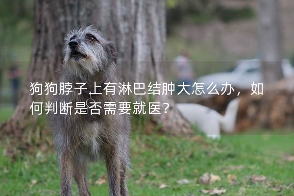 狗狗脖子上有淋巴结肿大怎么办，如何判断是否需要就医？