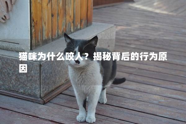 猫咪为什么咬人？揭秘背后的行为原因