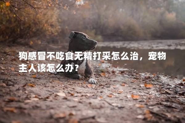 狗感冒不吃食无精打采怎么治，宠物主人该怎么办？