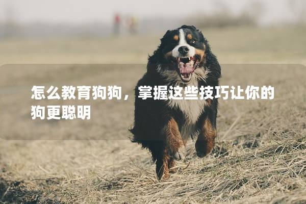 怎么教育狗狗，掌握这些技巧让你的狗更聪明