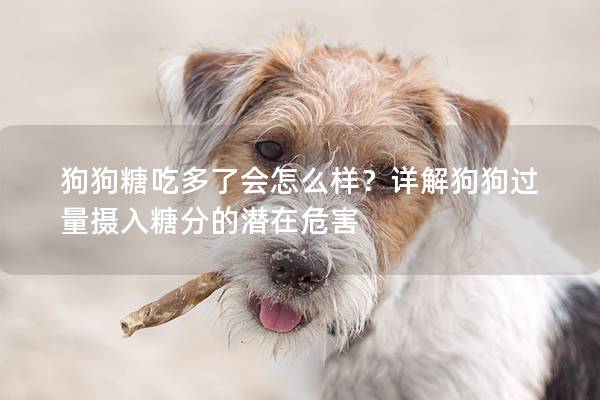 狗狗糖吃多了会怎么样？详解狗狗过量摄入糖分的潜在危害