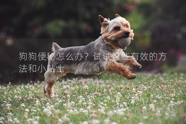 狗狗便秘怎么办？试试这些有效的方法和小贴士