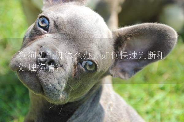 狗狗扭到脚怎么办，如何快速判断和处理伤情？