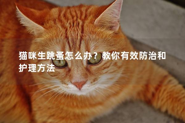 猫咪生跳蚤怎么办？教你有效防治和护理方法