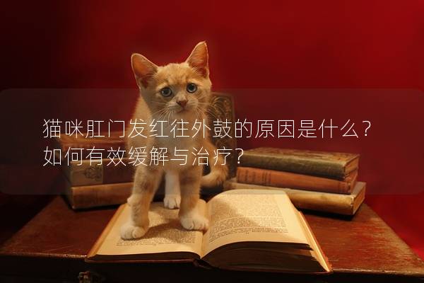 猫咪肛门发红往外鼓的原因是什么？如何有效缓解与治疗？
