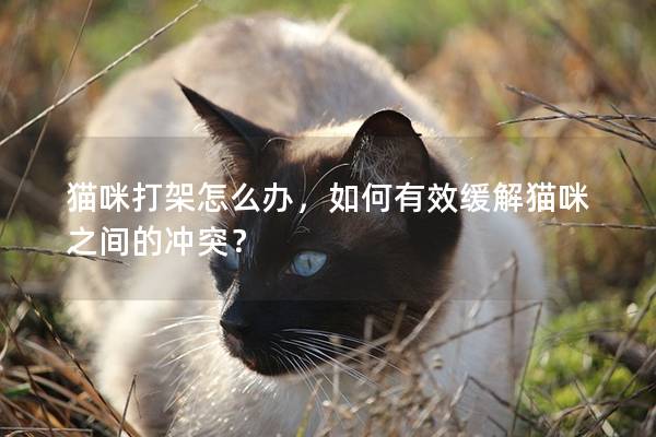 猫咪打架怎么办，如何有效缓解猫咪之间的冲突？