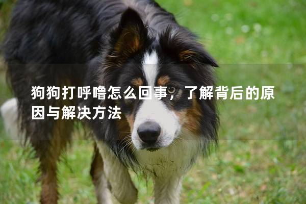 狗狗打呼噜怎么回事，了解背后的原因与解决方法