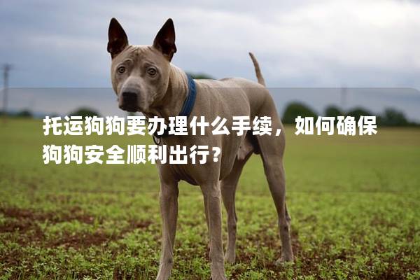 托运狗狗要办理什么手续，如何确保狗狗安全顺利出行？