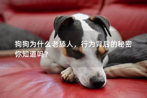狗狗为什么老舔人，行为背后的秘密你知道吗？