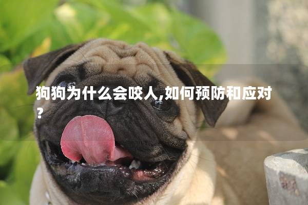 狗狗为什么会咬人,如何预防和应对？