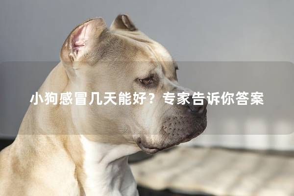 小狗感冒几天能好？专家告诉你答案