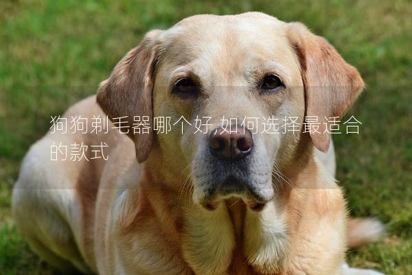狗狗剃毛器哪个好,如何选择最适合的款式