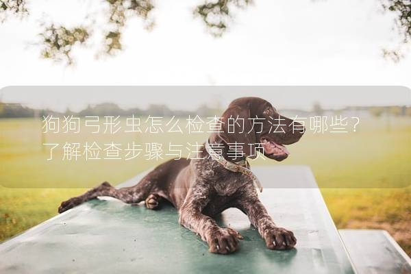 狗狗弓形虫怎么检查的方法有哪些？了解检查步骤与注意事项