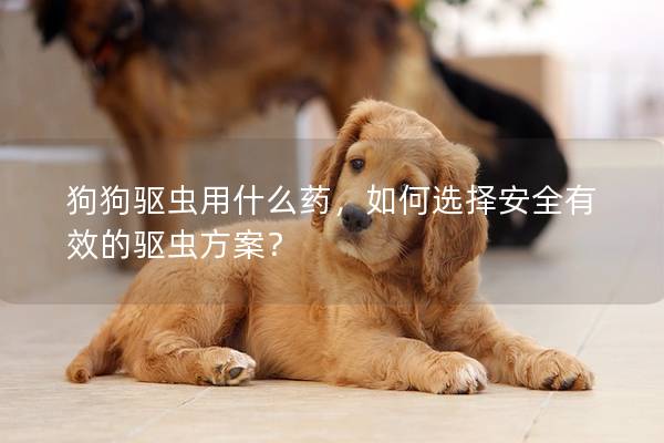 狗狗驱虫用什么药，如何选择安全有效的驱虫方案？