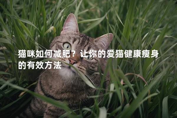 猫咪如何减肥？让你的爱猫健康瘦身的有效方法