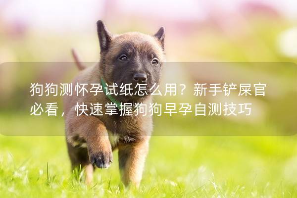 狗狗测怀孕试纸怎么用？新手铲屎官必看，快速掌握狗狗早孕自测技巧