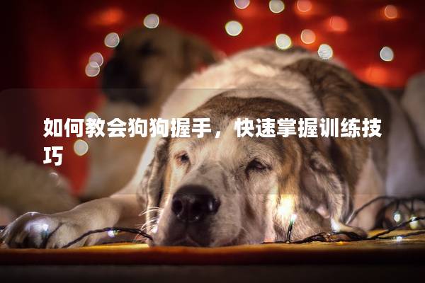 如何教会狗狗握手，快速掌握训练技巧